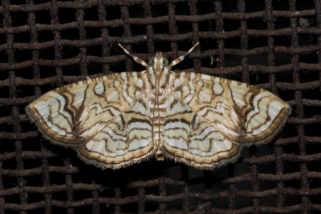 Opisthedeicta