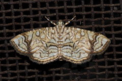 Opisthedeicta poritialis