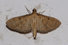 Tatobotys janapalis