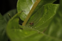 Myrmaplata plataleoides