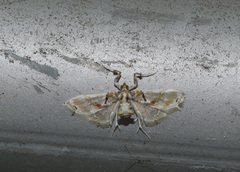 Neoleucinodes