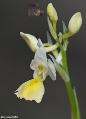 Orchis pauciflora