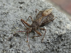 Acholla multispinosa