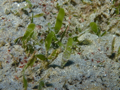 Caulerpa prolifera