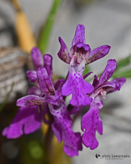 Orchis spitzelii nitidifolia