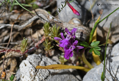 Orchis spitzelii nitidifolia