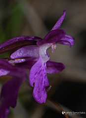 Orchis spitzelii nitidifolia