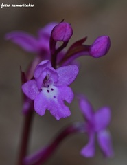 Orchis quadripunctata