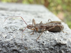Acholla multispinosa