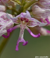 Orchis simia simia