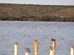 Phoenicopterus chilensis