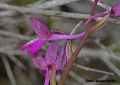 Orchis sitiaca