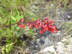 Russelia verticillata