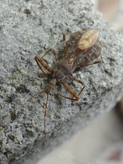 Acholla multispinosa