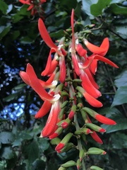 Camptosema spectabile