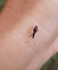 Pseudocnemodus canadensis