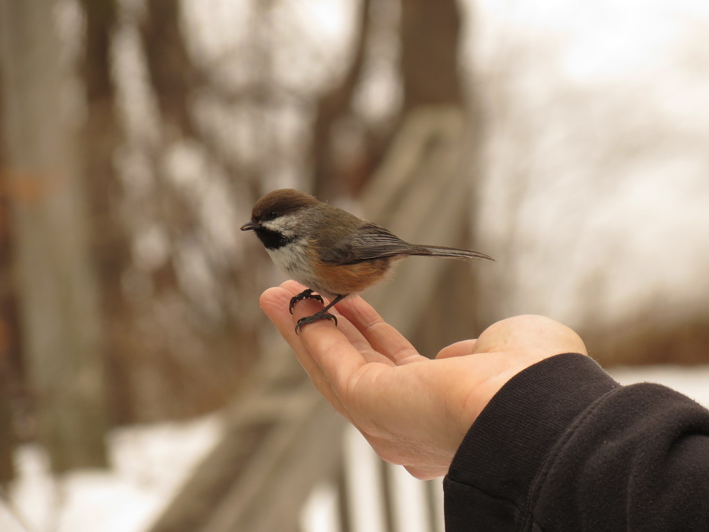 Boreal Chickadee