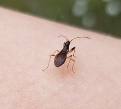 Pseudocnemodus canadensis