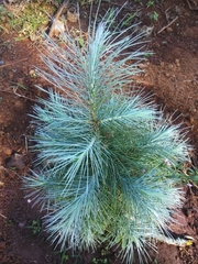 Pinus maximartinezii