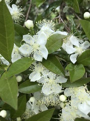 Campomanesia aurea aurea