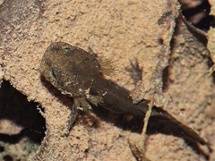 Salamandra salamandra