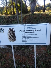 Pinus maximartinezii