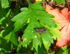 Formosatettix robustus