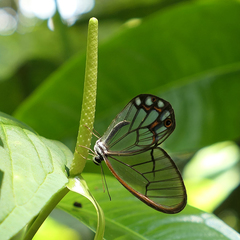 Pseudohaetera hypaesia