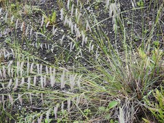 Bouteloua elata