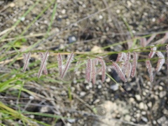 Bouteloua elata