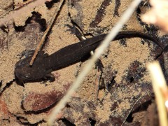 Salamandra salamandra