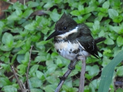 Chloroceryle americana
