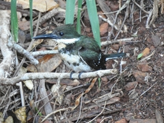 Chloroceryle americana