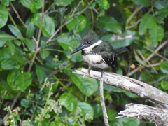 Chloroceryle americana