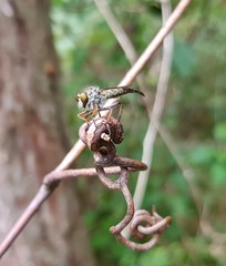 Neoitamus flavofemoratus