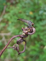 Neoitamus flavofemoratus