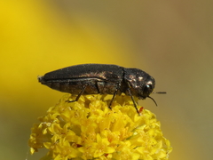 Coraebus elatus