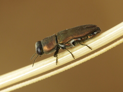 Anthaxia umbellatarum