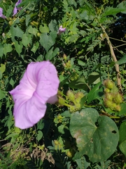 Ipomoea crinicalyx