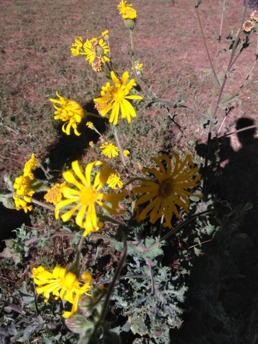 Image of Mexican Arnica (Heterotheca inuloides) by (c) Manuel Nicolás Madrigal Pérez, some rights reserved (CC BY)