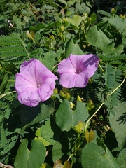 Ipomoea crinicalyx