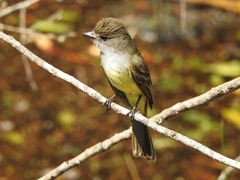 Myiarchus