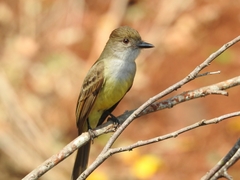 Myiarchus
