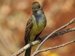 Myiarchus