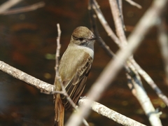 Myiarchus