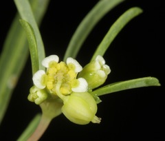 Euphorbia parryi