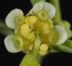 Euphorbia parryi