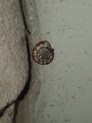 Xeroplexa intersecta