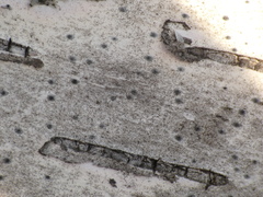Leptorhaphis