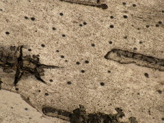 Leptorhaphis